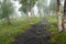 Path in forest with mist in hiking trail