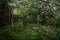 Path in the forest. Mixed woodland. Tree branches hang low over the ground. Green grass