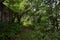 Path in the forest. Mixed woodland. Tree branches hang low over the ground. Green grass