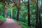 Path in the forest, Monte Ulia in Donostia-San Sebastian.