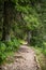 Path in the forest near Black Lake or Crno jezero on mount Durmitor near Zabljak city in northern Montenegro.