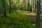 Path in the forest near the glade of yellow flowers.