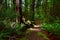 A path in a forest near Lake Rotoroa in the Nelson Lakes National Park, New Zealand, South Island