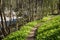 Path through the forest next to the salmon river Tovdalselva, in Kristiansand, Norway