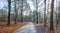 Path in a forest with pines and beeches in sunlight