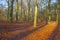 Path in a forest with pines and beeches in sunlight