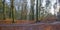 Path in a forest with pines and beeches in sunlight