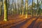 Path in a forest with pines and beeches in sunlight
