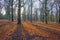 Path in a forest with pines and beeches in sunlight