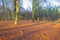 Path in a forest with pines and beeches in sunlight