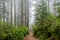 Path through the forest, Redwood National & State Parks, California