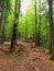 Path among the forest rooted trees in the mountain