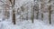 Path in forest snowfall after