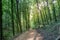 Path through the forest in a suburban recreational and relaxing location in the Bratislava Forest Park