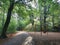 A path through the forest with sun rays through the trees