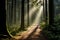 a path through a forest with sunbeams shining through the trees