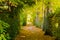 Path through the forest surrounded by trees forming a tunnel