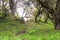 Path through forest with trees covered with lichens and epiphytes in mountain rainforest of Tanzania