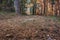 Path in a forest of wild pines with the last rays of sun. Sierra of Guadarrama. Spain