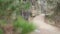 Path in forest wood or grove. Pine tree, lace lichen moss hanging. Wooden bridge