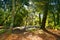 Path in the forest. Wood, in southern France. Aleppo pines Pinus Halepensis and pubescent oaks Quercus pubecsens