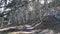 Path in forest or wood, trail in grove. Coniferous pine cypress tree. California