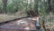 Path in forest or wood, trail in grove. Coniferous pine cypress tree. California