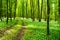 Path through the forest. Young green forest in spring time. Sunbeam lights. The anemone nemorosa flower lying everywhere