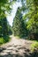 Path Fork Split in Dense Forest Trees Summer Foliage Dirt Footpath Daytime Bright Sunny Decision