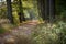 Path in a forrest with sun on trees