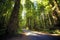 Path in the Founders Redwood Grove, Humbolt Redwoods State Park, California