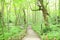 Path of fresh green trees