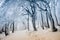 Path through the frost covered winter forest