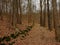 Path full of dried brown leafs in winter deciduous forest in Belgian Ardennes