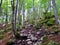 Path full of rocks leading beautiful temperate, deciduous, broadleaf common beech forest