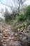 Path full of stones and weeds in the bush.