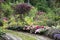 Path in the garden between flowers, nice view