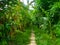 path in the garden or park. grass around the clay grew up. greenery view of trees, forest, jungle