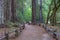 Path through giant redwood forest at Big Basin State Park, California, USA