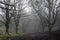 A path going through an avenue of trees in a cold, fantasy like forest with patches of snow. On a foggy, moody winters day