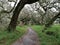 A path going through a group a trees