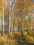 Path in a gold birch grove. Autumn landscape.