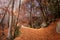 A path of golden autumn leaves and bridge in a forest in Corsica