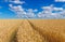 Path in a golden wheat field