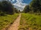 Path between grass and shrubs