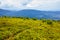 path through grassy alpine mountain meadow