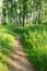 Path in the green birchwood