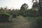 Path through the green forest