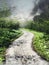 Path through a green forest