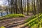 Path through the green forest floor next to the salmon river Tovdalselva, in Kristiansand, Norway